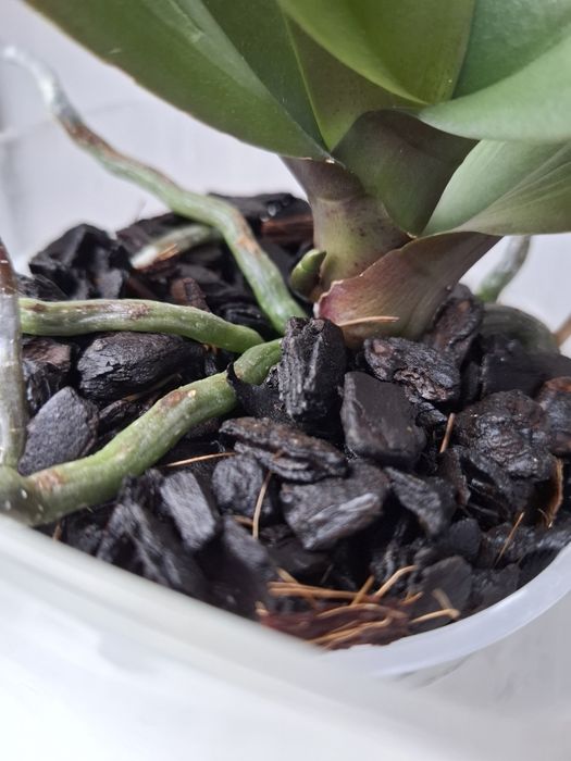 Орхідея фаленопсис Asian Sun