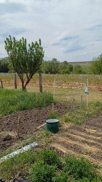 Будинок, с.Діброва, Диканський р-н.