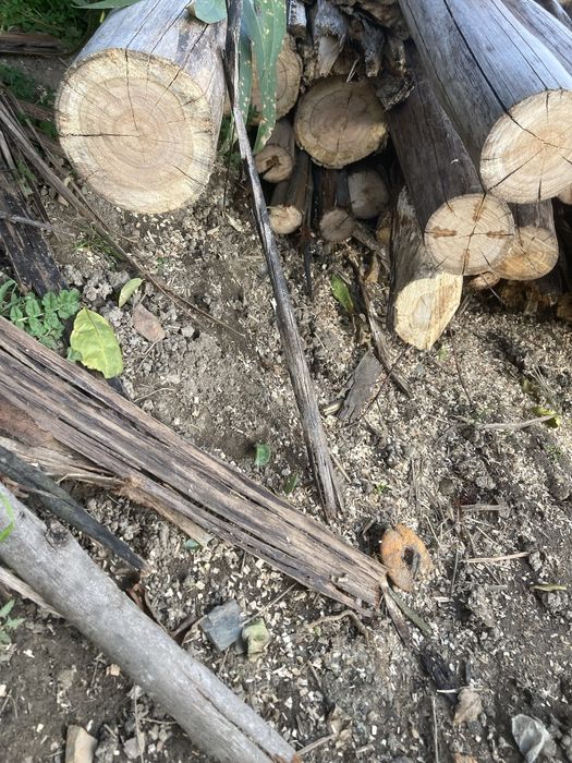 Vendo lenha cortada ou emteira eucalipeto