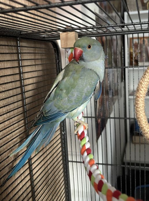 Aleksandretta samiec + klatka