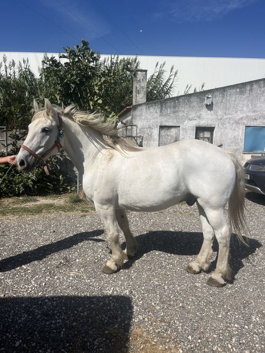 Cavalo breeton montado engatado