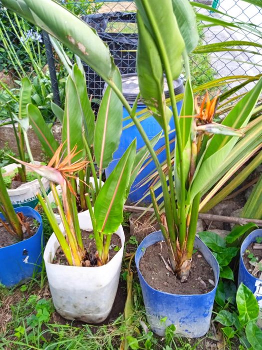 Vendo estrelicias com raiz para transplantar