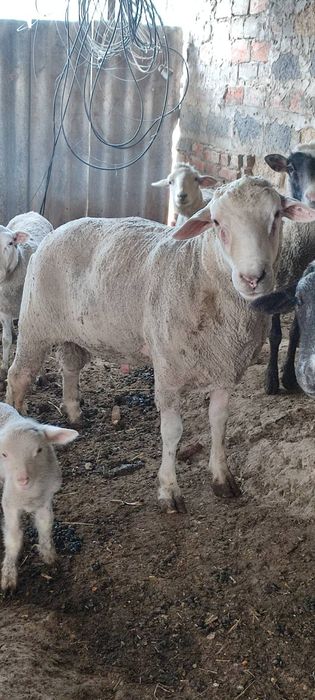 Баранина тушки вівці