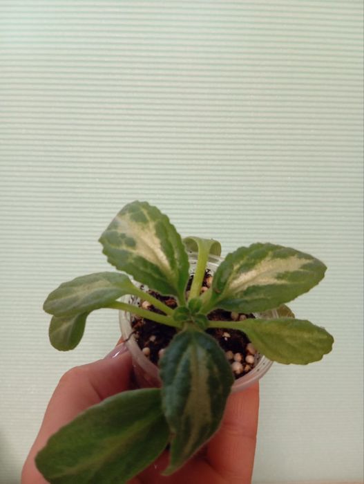 Примулина Destiny