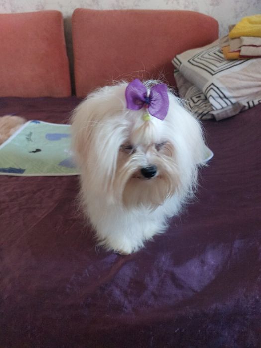 Вязка мальтийская болонка