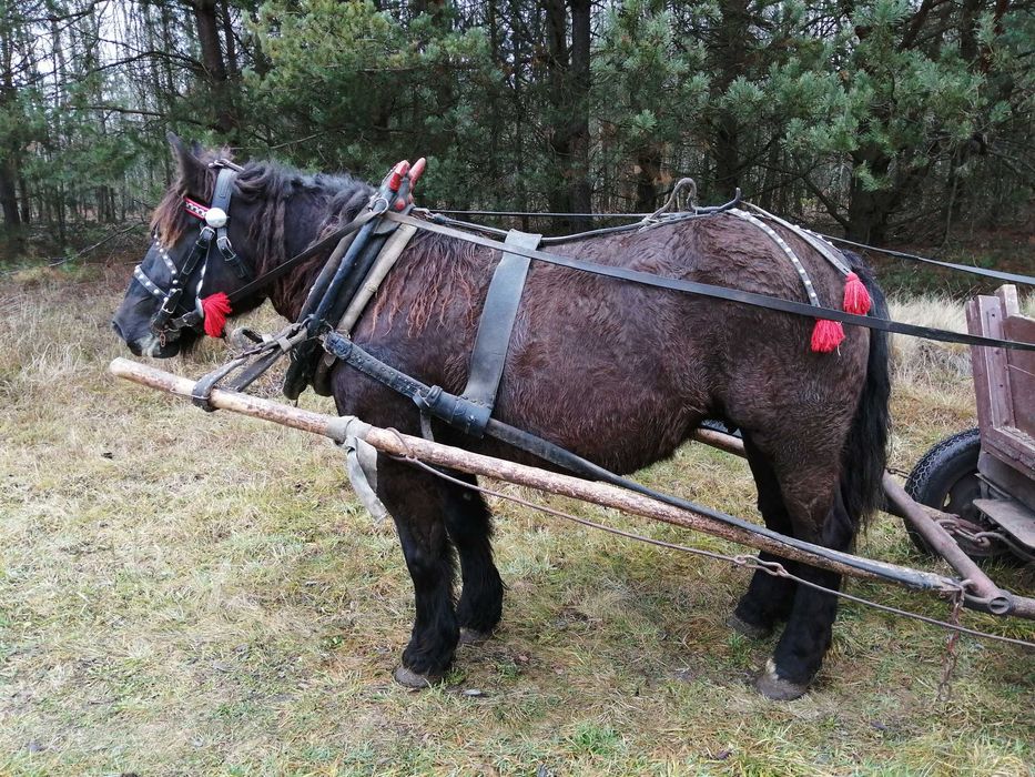 Sprzedam klacz karą 5 lat