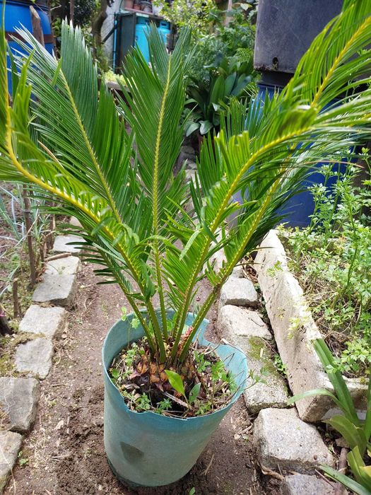 Plantas sicas e arvore de flores de cheiro