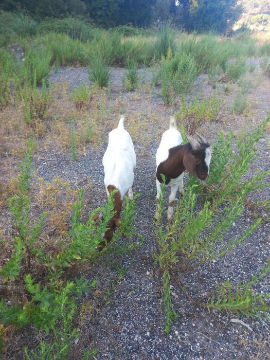 Vendo casal cabritos Boer.  4 cabras e um chibo também Boer xcelente gen ética  com idade 5meses