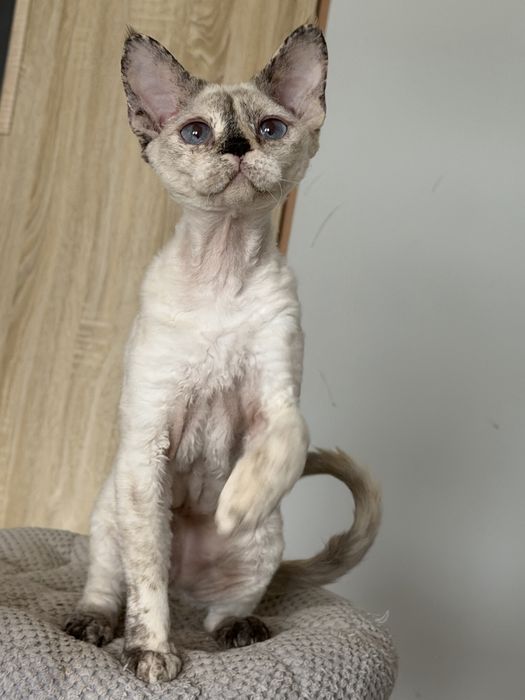 Devon Rex kotka TOLA