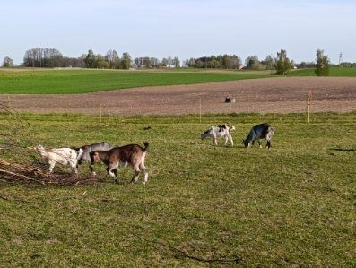 Koziołki 2 miesiące