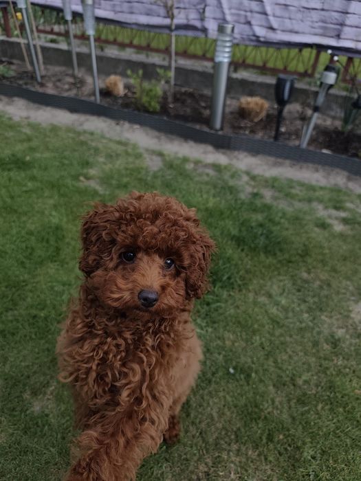 Pudel toy Red dziewczynka