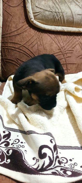 Цуценята французький бульдог