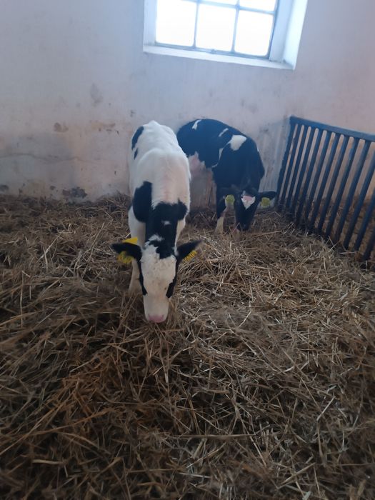 Byczek cielak żarłak