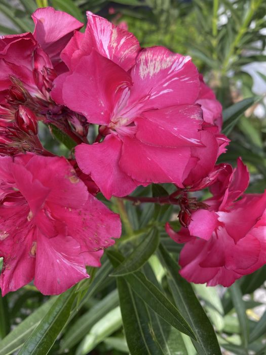 Duży oleander ciemny róż