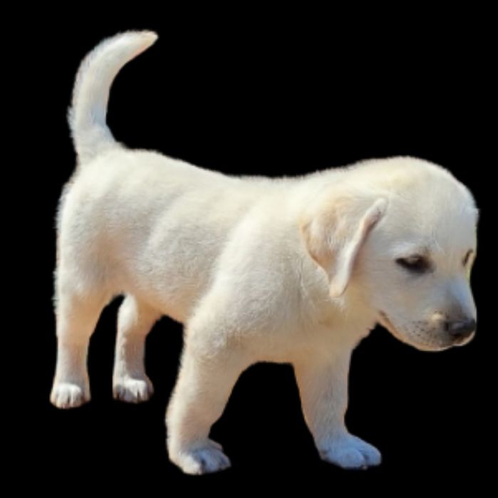 Лабрадори кращій подарок элітні цуценята розплідника є Доставка