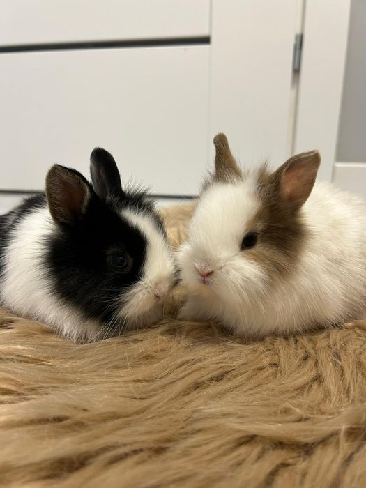 Króliczki Karzełki Teddy