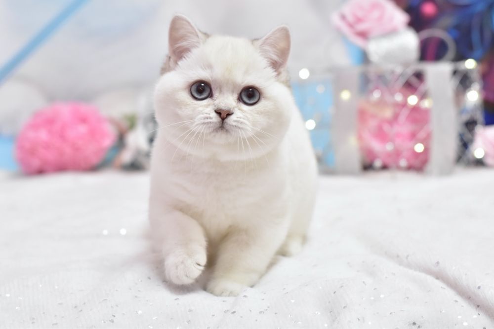 Срібляста шиншила поінт, блакитноока дівчинка