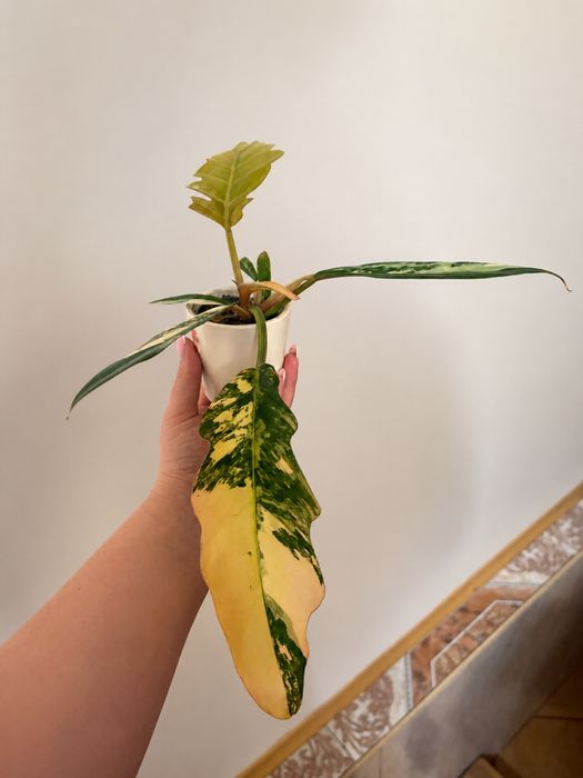 Philodendron carmel marble