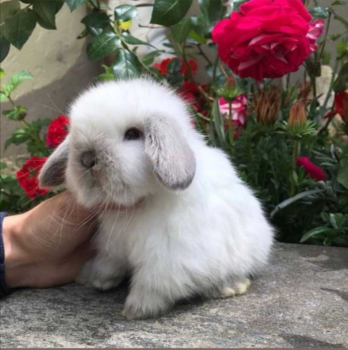 Coelhos anões mini loop + Gaiola Nova +alimentação adequada