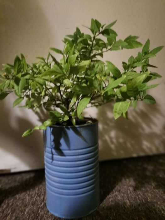 Doniczki z recyklingu