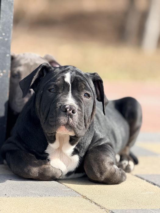 American Bully XL від професійного розплідника