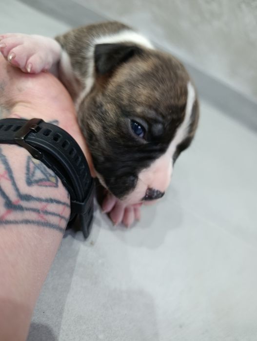 American staffordshire terrier Amstaff