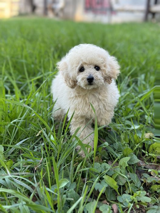 Мальтипу кремовая девочка