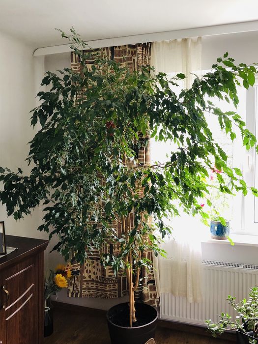 Fikus Beniamin bardzo duży