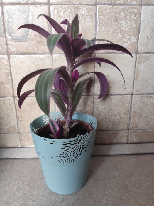 Trzykrotka piękna z nową doniczką