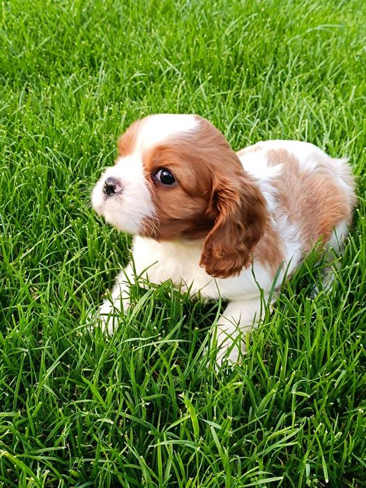 Cavaljer King Charles Spaniel (Piesek)