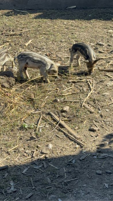 Продам свинки порода Мангал