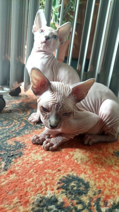 Продам котинята сфінкс