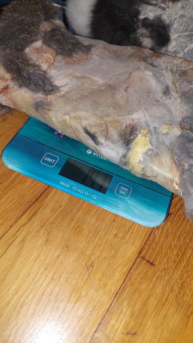 Продам шкуры кроликів.