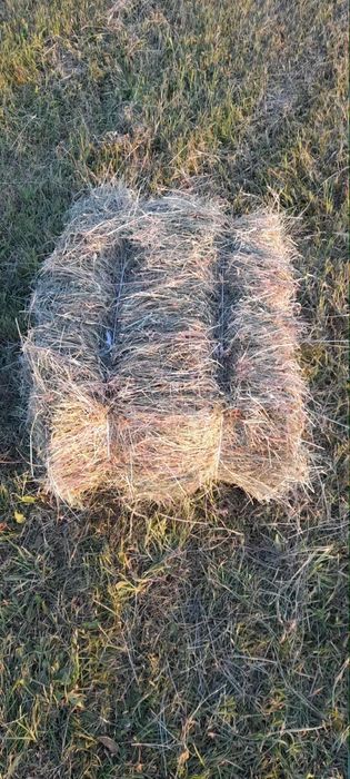 Siano kostka z 2025r