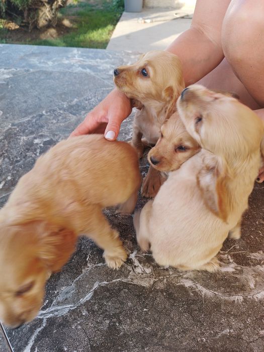 Коккер спаніель англійська.