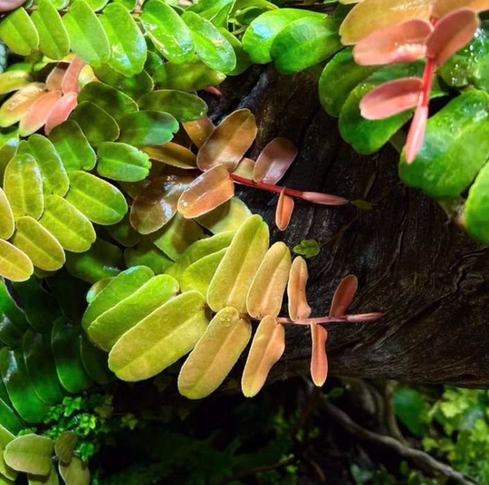 marcgravia sintenisii маркгравия