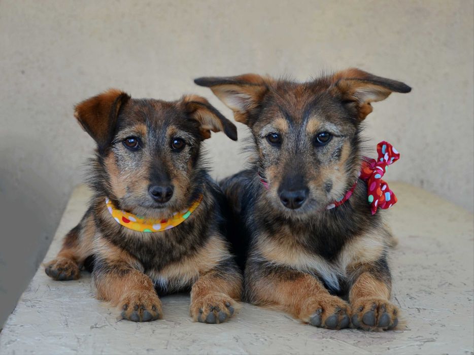 Цуценята в добрі руки