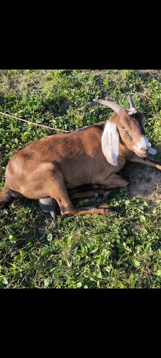 Продам 2  англо-нубийских коз