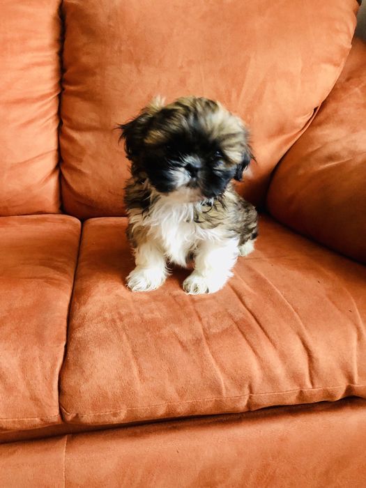 Shih tzu szczeniaczek