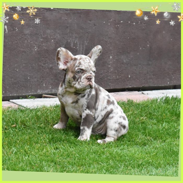 Веселе бульдожатко