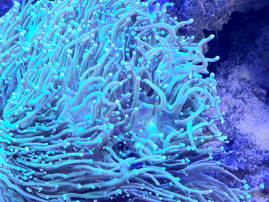 Euphyllia Toxic Green