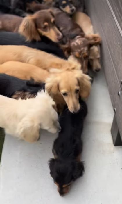 Хлопчик таксик довгошерстний