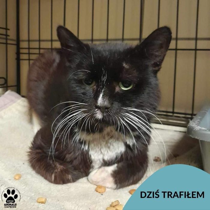 Kocurek znaleziony w Rumi szuka (nowego) domu