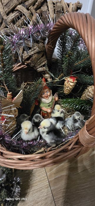 Kurczaki silki i białoczuby