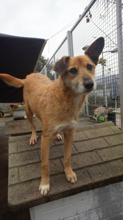 Happy - cao porte medio muito meigo