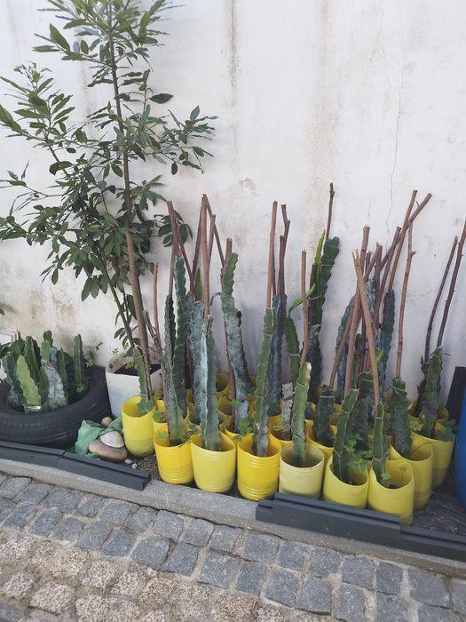 Pitaya popa branca para plantar