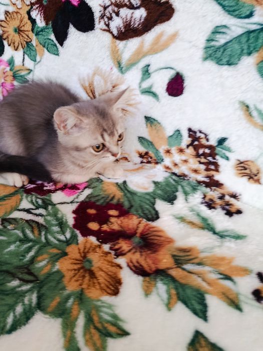 Ексклюзивні кошенята