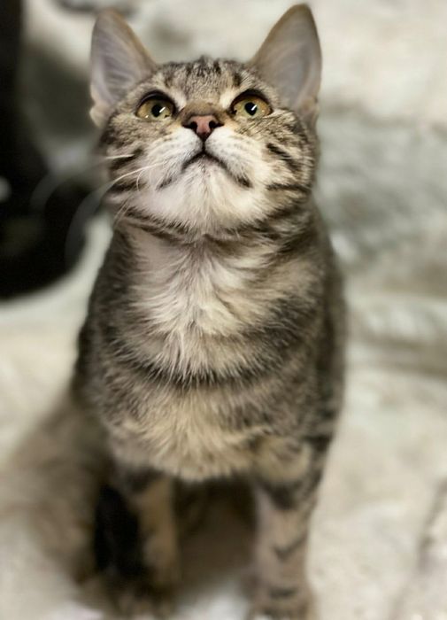 Отдам даром в добрые руки полосатую кошечку