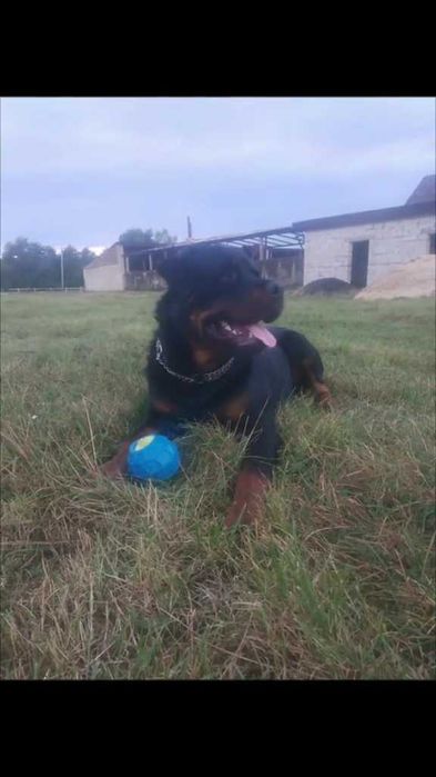 Ротвейлера цуценята