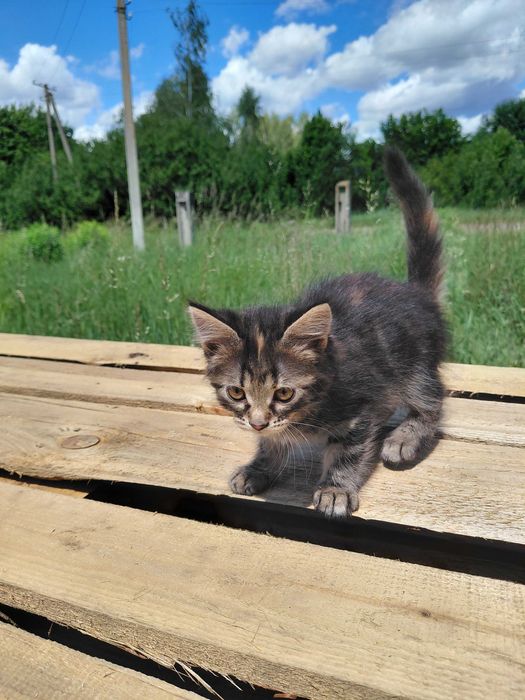 Віддам кошенят у добрі руки